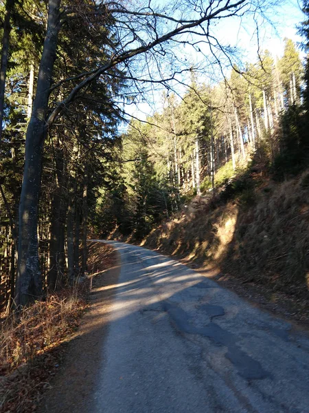 Straße Wald Bei Sonnigem Tag — Stockfoto