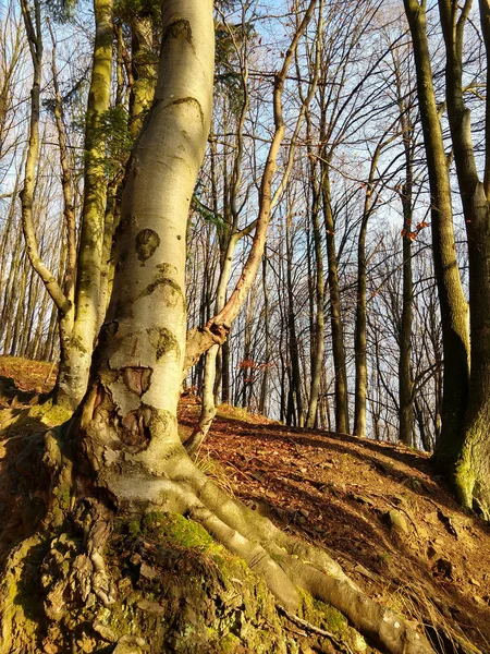 Bergwald Zur Herbstzeit — Stockfoto