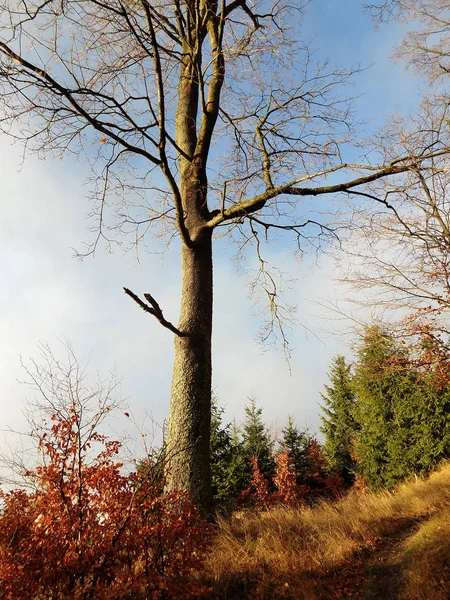 Bergwald Zur Herbstzeit — Stockfoto