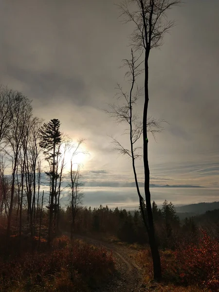 秋の山の森 — ストック写真