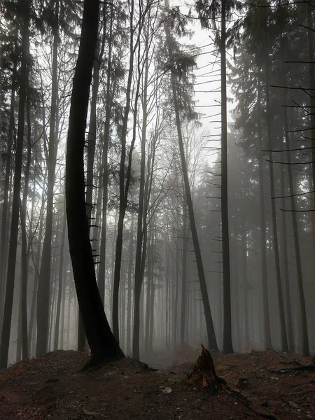 Mountain Forest Autumn Time — Stock Photo, Image