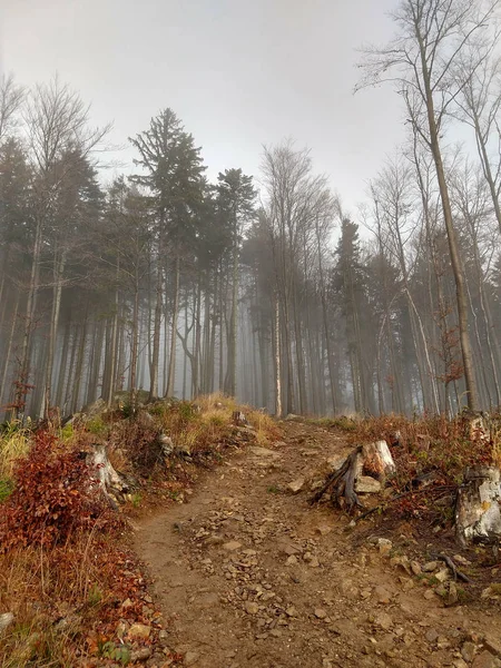 Floresta Montanhosa Outono — Fotografia de Stock