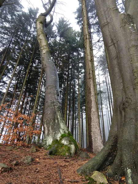 Forêt Montagne Automne — Photo