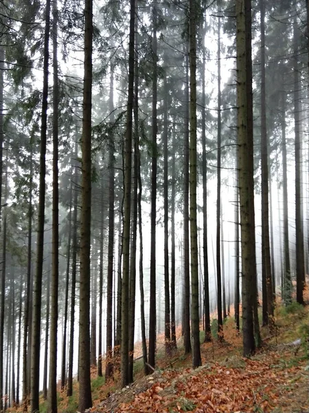 Floresta Montanha Temporada Outono — Fotografia de Stock