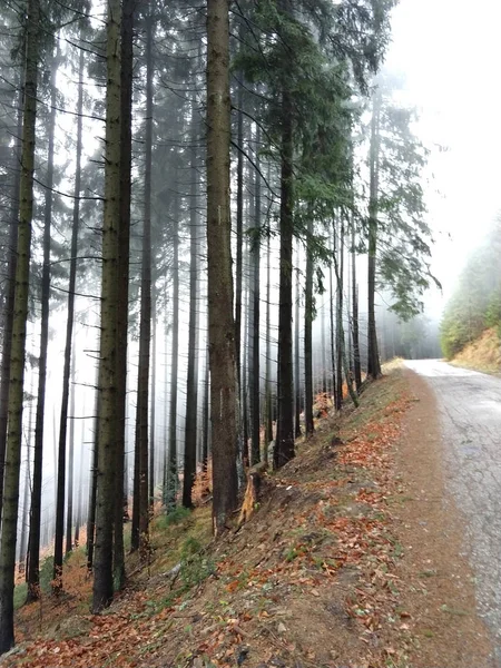 Mountain Forest Autumn Season — Stock Photo, Image