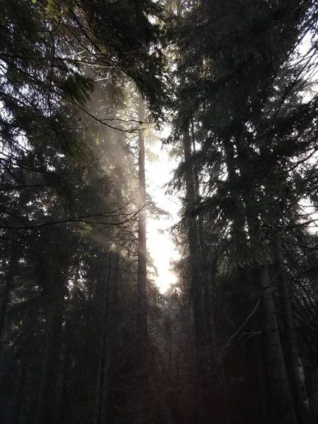 Sonne Scheint Durch Bäume Wald — Stockfoto