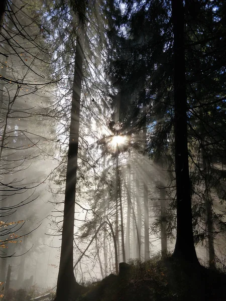 Sonne Scheint Durch Bäume Wald — Stockfoto