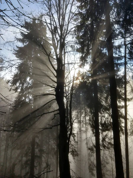 Sonne Scheint Durch Bäume Wald — Stockfoto