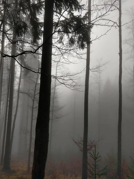 Floresta Nebulosa Temporada Outono — Fotografia de Stock