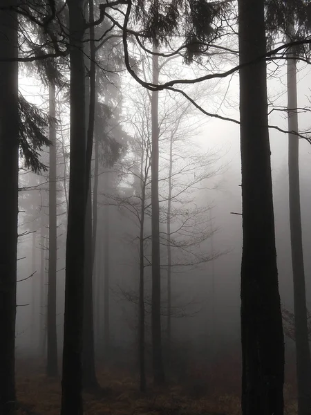 Foresta Nebbiosa Nella Stagione Autunnale — Foto Stock