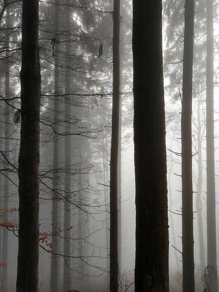 Ködös Erdő Őszi Évszakban — Stock Fotó