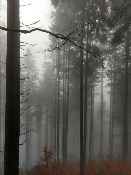 Floresta Nebulosa Temporada Outono — Fotografia de Stock