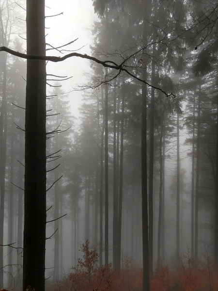 Floresta Nebulosa Temporada Outono — Fotografia de Stock