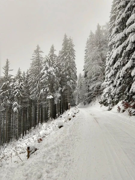 Foresta Montana Innevata Inverno — Foto Stock