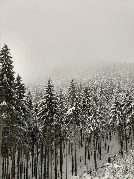 Snowy Mountain Forest Winter Time — Stock Photo, Image