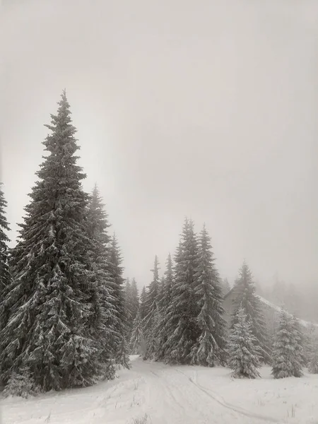 Bosque Nevado Montaña Invierno — Foto de Stock