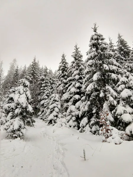 Floresta Nevada Tempo Inverno — Fotografia de Stock