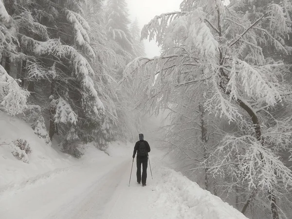 Adam kış ormanında yürüyüş yapıyor.