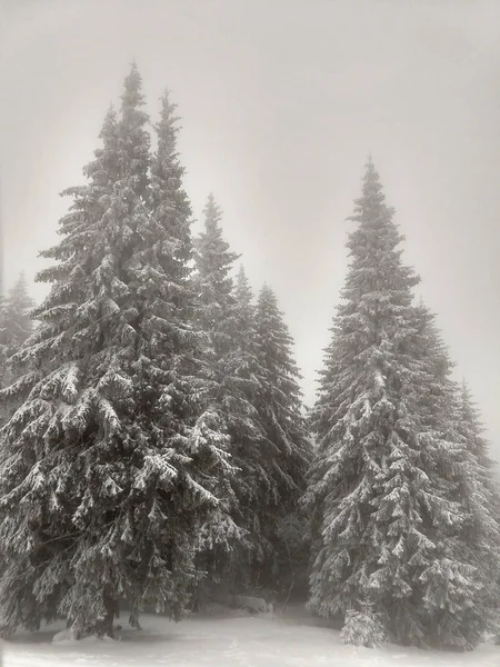 Χιονισμένο Δάσος Χειμώνα — Φωτογραφία Αρχείου