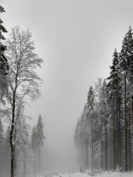 Misty Snowy Winter Forest — Stock Photo, Image