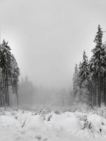 Misty Snowy Winter Forest — Stock Photo, Image