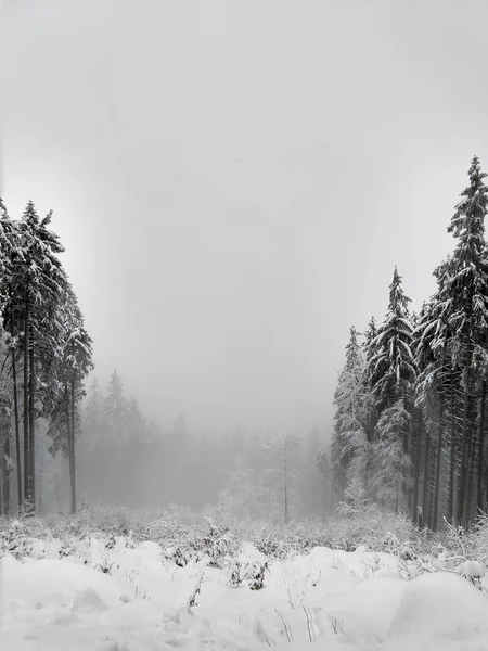 Bosque Nevado Nublado Invierno — Foto de Stock