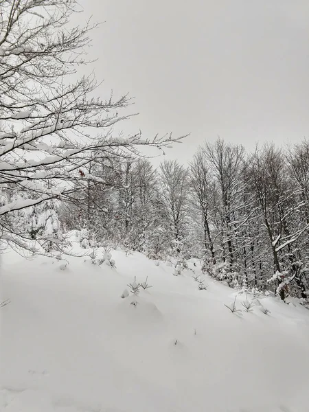 Снежный Зимний Пейзаж Днем — стоковое фото