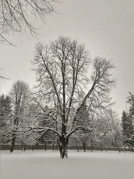 Snowy Park Winter Season — Stock Photo, Image