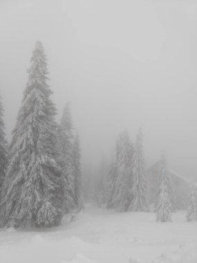 Sisli karlı kış ormanı