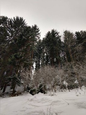 gündüz karlı Kış ormanı