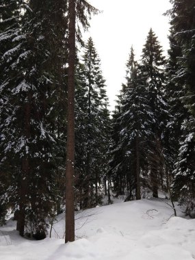 gündüz karlı Kış ormanı