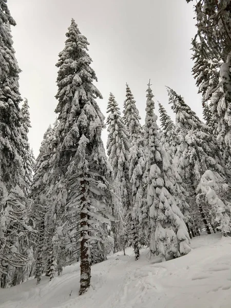 Снежный Зимний Лес Дневное Время — стоковое фото