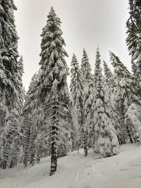 Снежный Зимний Лес Дневное Время — стоковое фото