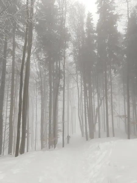 Bosque Nevado Nublado Invierno —  Fotos de Stock