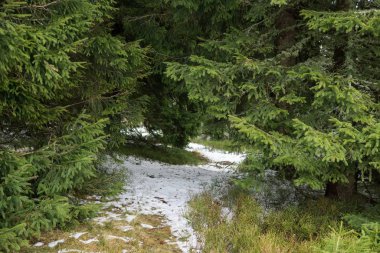 Slovakya 'da ormandaki kış ağaçları