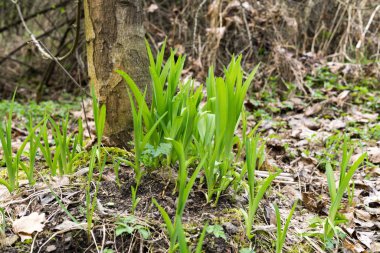 Slovakya 'nın gündüz çekim yeri