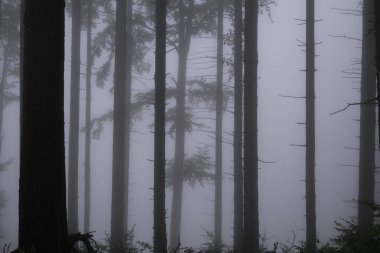 Ormanda sonbahar ağaçları, Slovakya