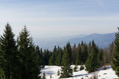 Slovakya 'da ormandaki kış ağaçları