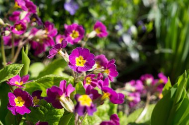 Güzel çiçekler. Yakın çekim. 