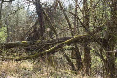 Ormanda sonbahar ağaçları, Slovakya