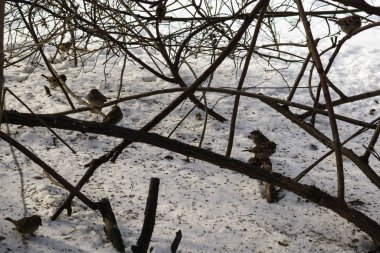 Kışın ormandaki kuşlar
