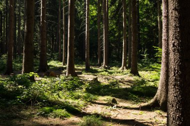 Ormanda sonbahar ağaçları, Slovakya