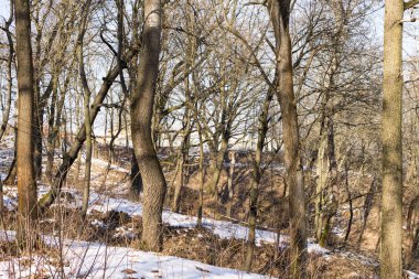 Kış ormanı gündüz görüntüsü 