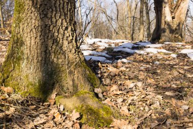 Kış ormanı gündüz görüntüsü 