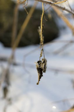Plant covered by ice close up shot