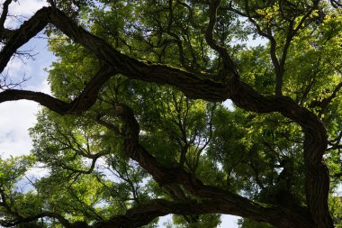 Parkta yeşil yapraklı ağaç