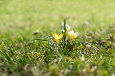 Doğal arka planda güzel çiçekler