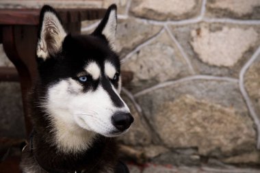 Sokakta, açık havada bir köpek.
