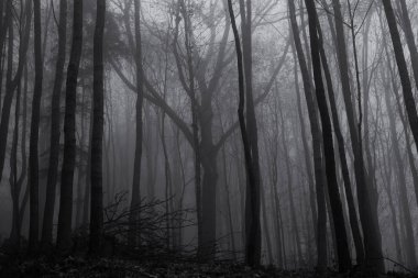 Ormanda sonbahar ağaçları, Slovakya