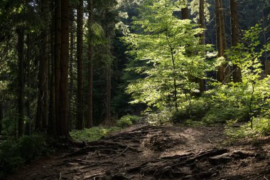 Arka planda ağaçlar olan güzel orman